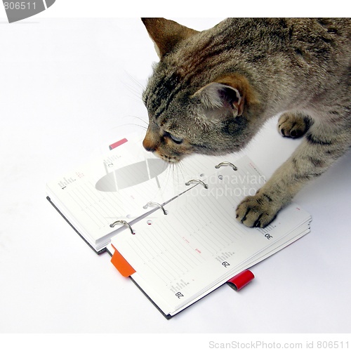 Image of Cat reading notebook