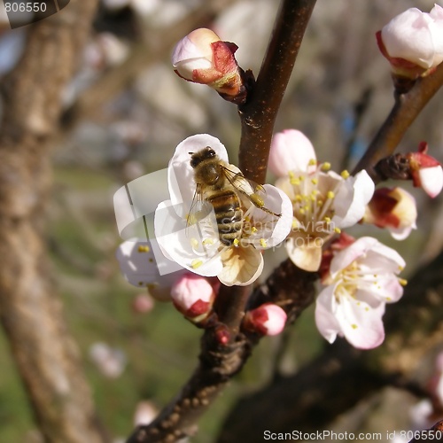 Image of Bee fetching nectar from flower