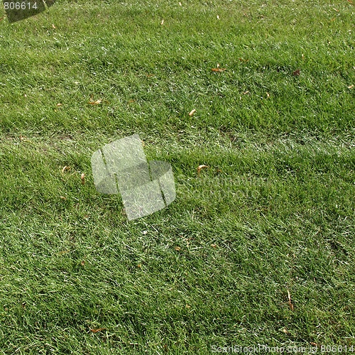 Image of Meadow