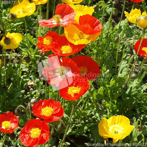Image of Papavers