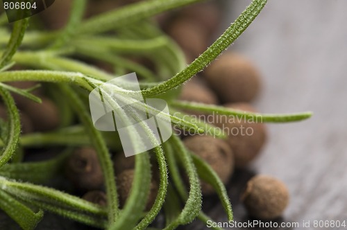 Image of allspice with fresh rosemary