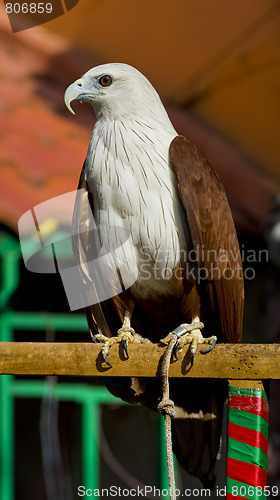 Image of sea eagle