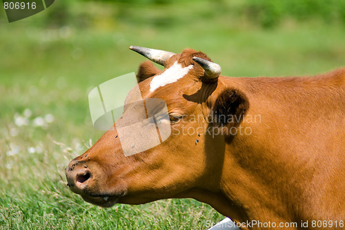 Image of Cow face