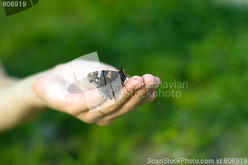 Image of Butterfly on hand