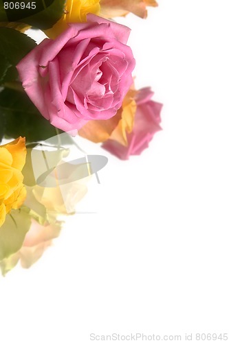 Image of Pastel roses