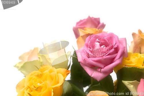 Image of Pastel roses