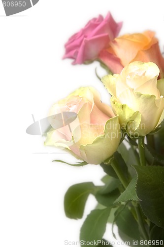 Image of Pastel roses