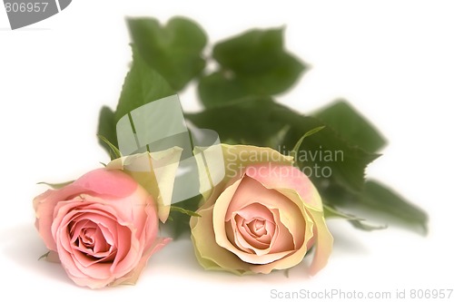 Image of Pink rose