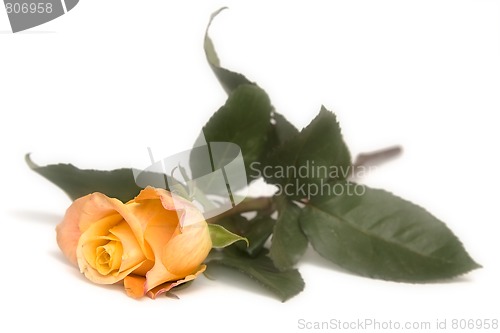 Image of Yellow rose