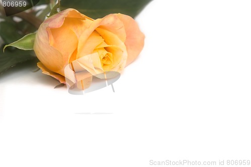 Image of Yellow rose