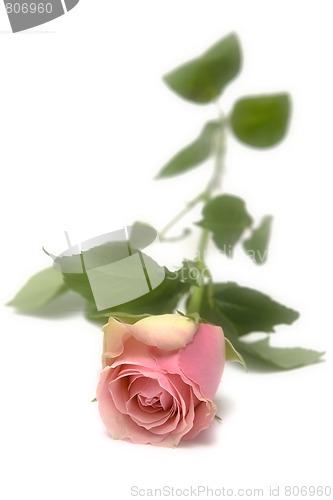 Image of Pink rose