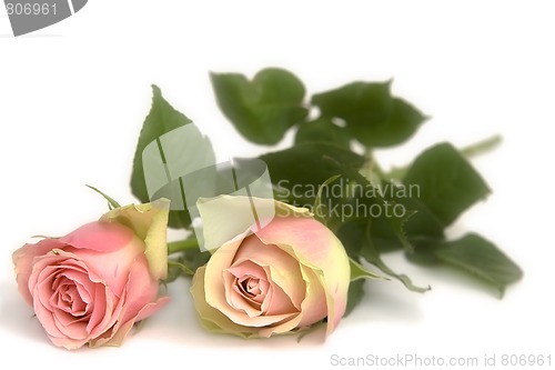 Image of Pink rose