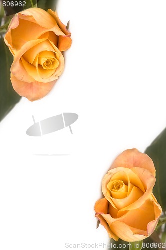 Image of Yellow rose