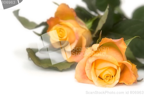 Image of Yellow rose