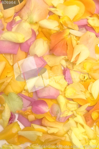 Image of Rose petals