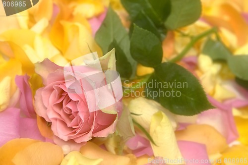 Image of Rose petals