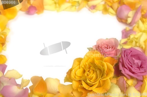 Image of Rose petals