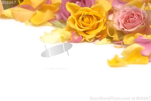 Image of Rose petals