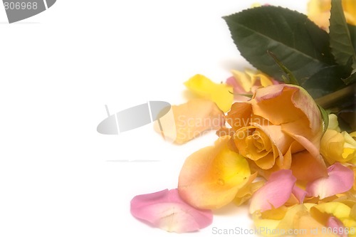 Image of Rose petals