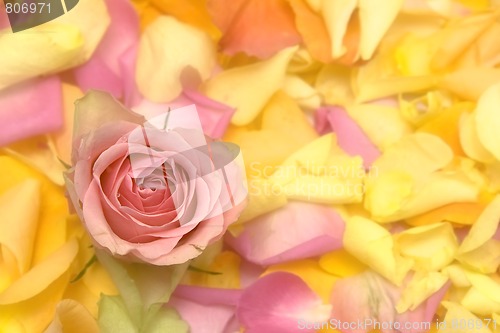 Image of Rose petals