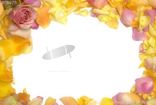 Image of Rose petals