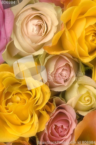 Image of Pink and yellow roses