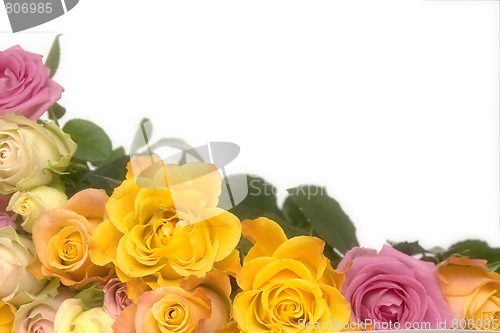 Image of Pink and yellow roses