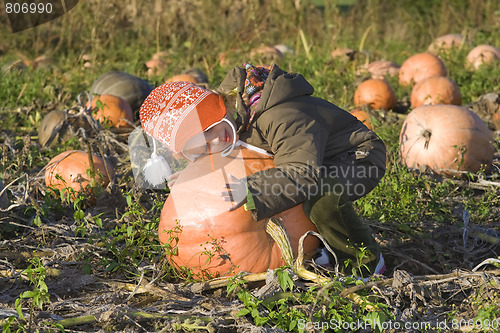 Image of Children on pumpkin field