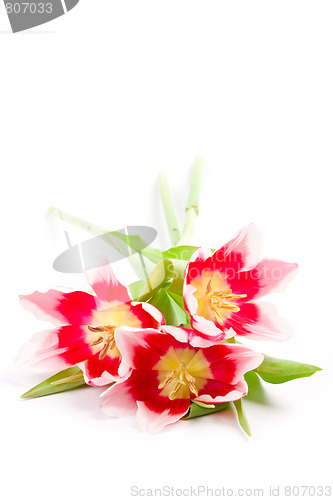 Image of three pink tulips