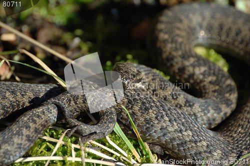 Image of Norwegian female snake _09.02.2006_1_