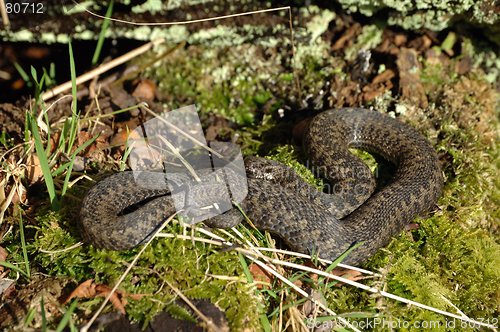 Image of Norwegian female snake _09.02.2006_2_