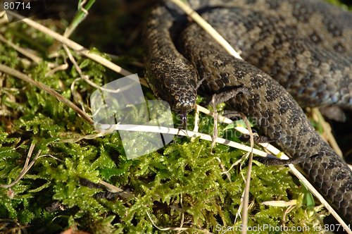 Image of Norwegian female snake _09.02.2006_3_