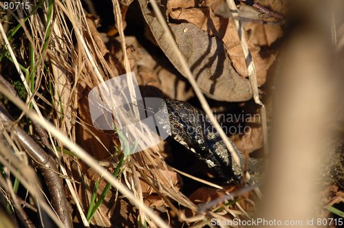 Image of Norwegian female snake _09.02.2006_4_