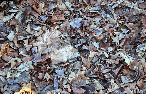 Image of leaves