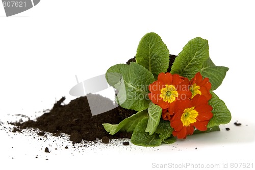 Image of Springtime gardening