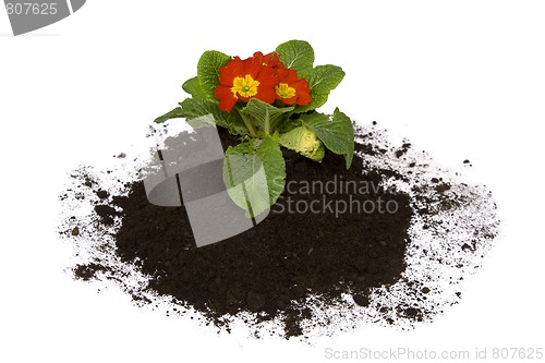 Image of Springtime gardening