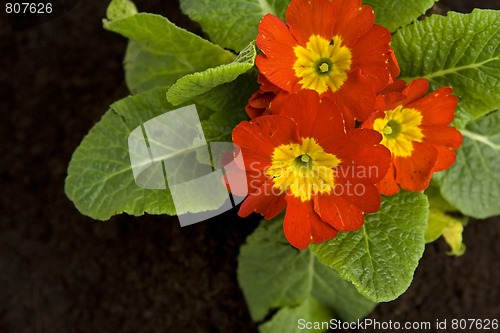 Image of Springtime gardening