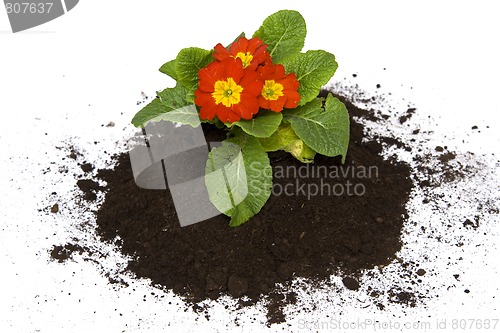 Image of Springtime gardening