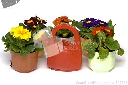 Image of Springtime gardening