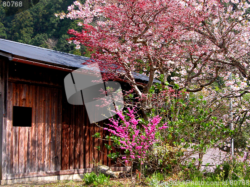 Image of Rural Spring Beauty