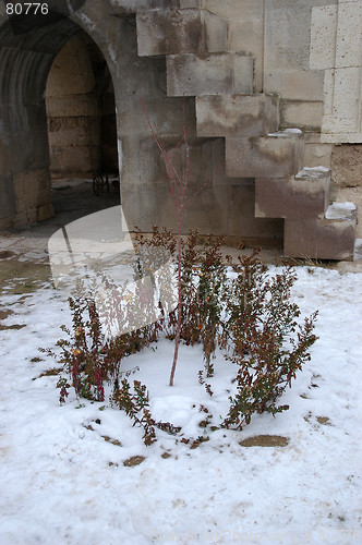Image of Surviving in the snow