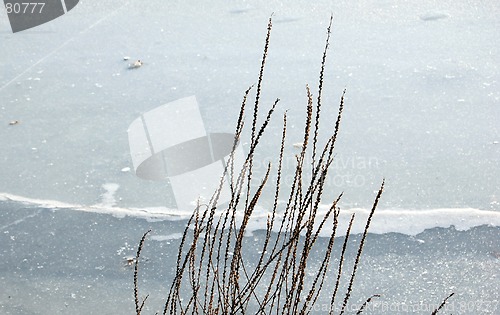 Image of straw lake