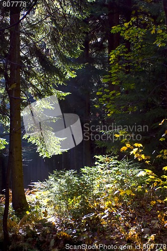 Image of Autumnal landscape