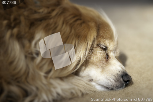 Image of Cockapoo Sleeping