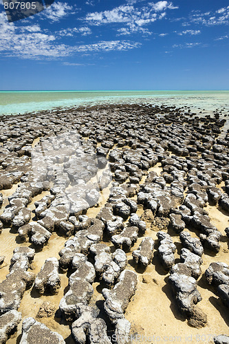 Image of stromatolites