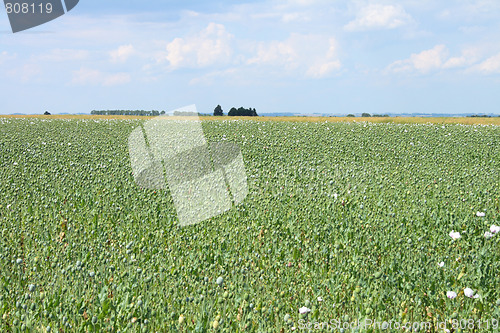 Image of poppy field