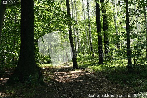 Image of deep czech forest