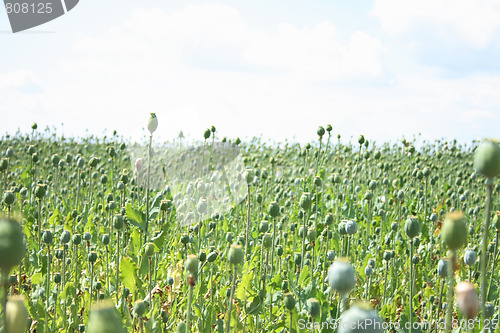 Image of poppy field