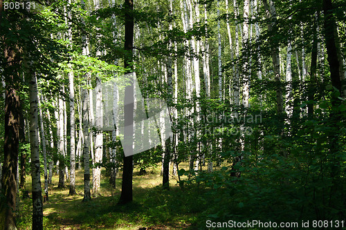 Image of deep czech forest