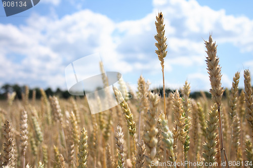 Image of golden corn